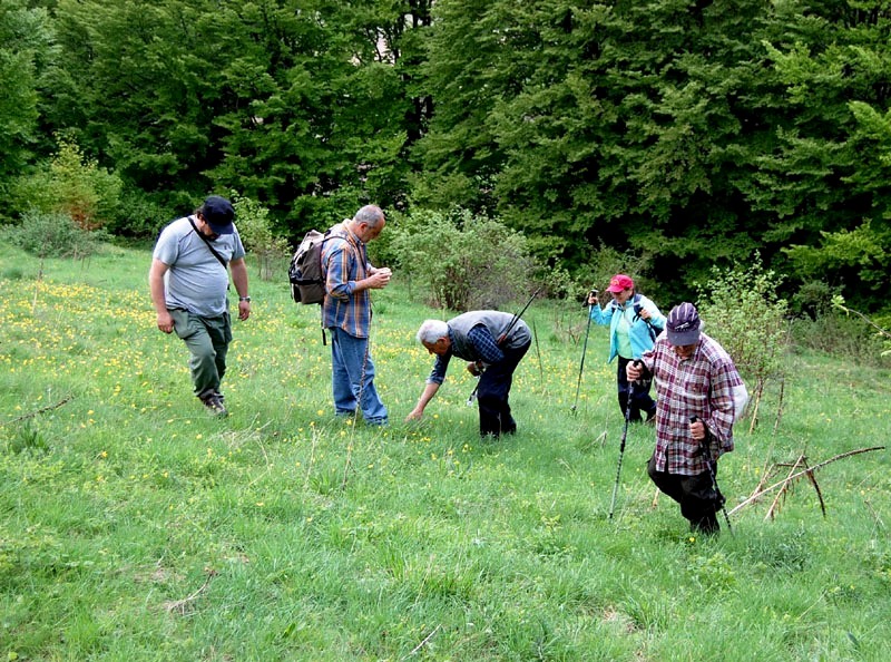 Che Fungo �? (Melanoleuca sp.)